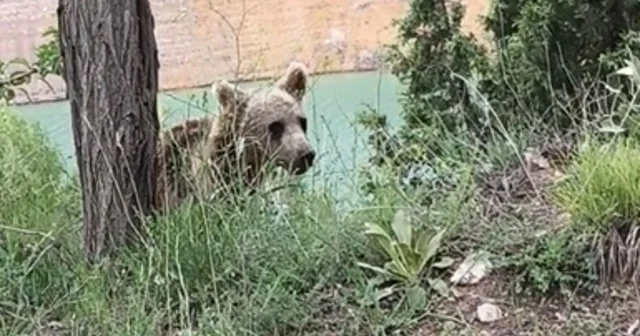 Yiyecek arayan yavru ayı, cep telefonuyla görüntülendi Sivas Haberleri