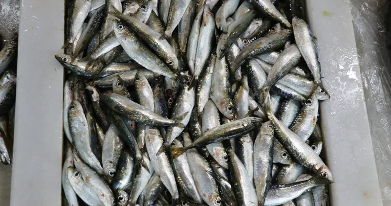 Tekirdağ da tezgahın gözdesi sardalya