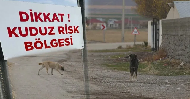 Hatay da kuduz karantinası uygulanan 4 mahallede sahipsiz köpekler toplatılıyor Hatay Haberleri