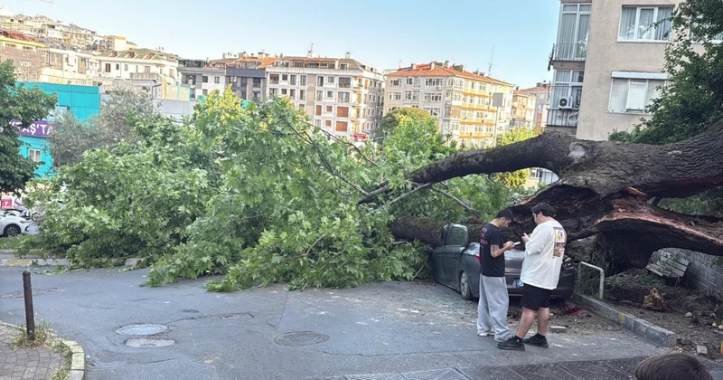 Kökten çürüyen asırlık ağaç, 3 aracın üzerine devrildi Sözcü Gazetesi