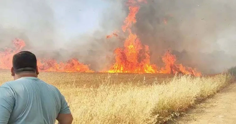 Buğday tarlasında yangın! Müdahale devam ediyor