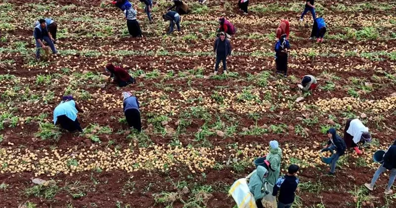 Adana da Patates Hasadı ve İşçi Durumu