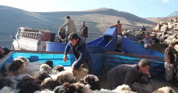 Bayburt haberleri Koyunlar, mobil koyun banyosu ile yıkandı 02 Haziran 2025