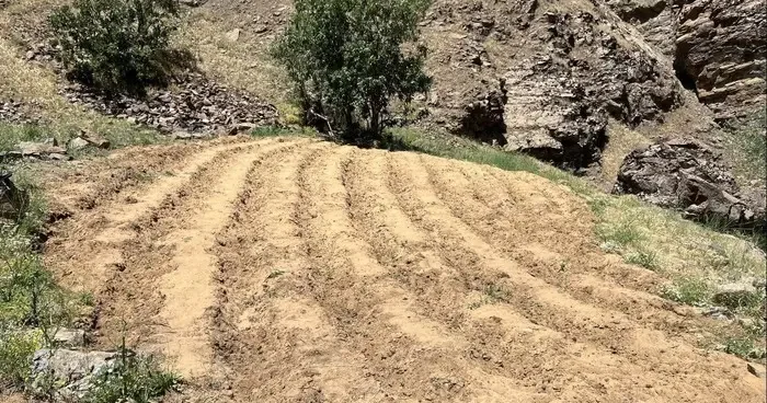 Bingöl’de 2 bin 900 kök kenevir ele geçirildi
