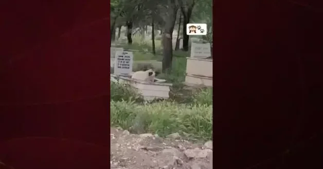 Başıboş köpek mezar kazdı, tepki yerine sevildi: “Ne güzel yatıyor orada”