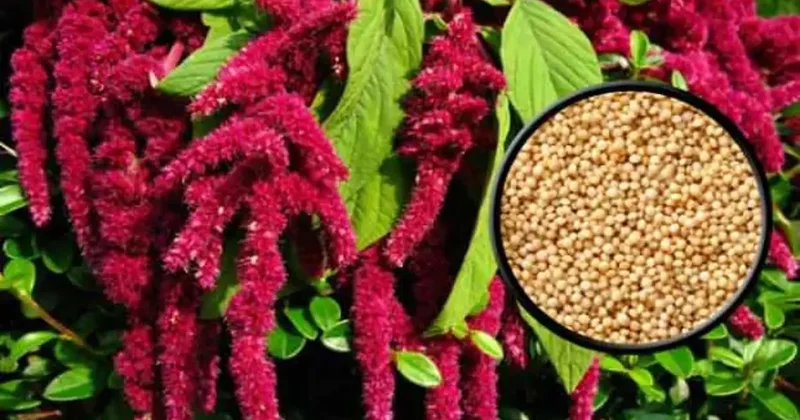 Amaranth bitkisi nedir? Ne işe yarar? Faydaları nelerdir?