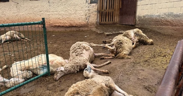 Ağıla giren kurtlar 18 koyunu öldürdü Kırıkkale Haberleri