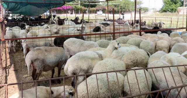 Kurban hissesi nasıl olmalı? Kurbanı kimler kesebilir? İşte kurban ibadetinde doğru bilinen yanlışlar Dini Bilgiler