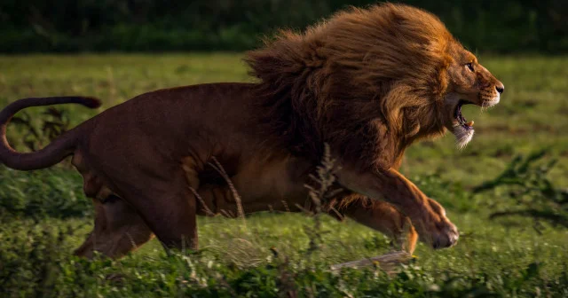 Güney Afrika’da korkunç ölüm: İş adamı aslan saldırısına uğradı Dünya Haberleri