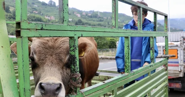 Trabzon da kurban satışlarından alıcı ve satıcılar memnun Trabzon Haberleri