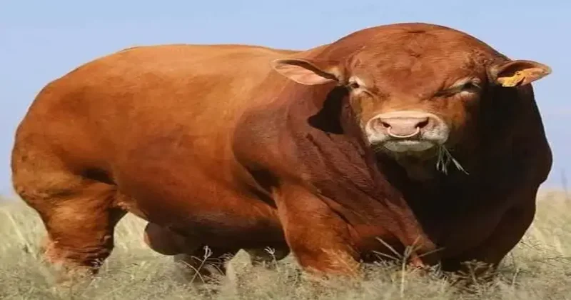 Dünyanın en büyük ve en güçlü büyükbaş hayvanları açıklandı! İşte ağırlıkları...