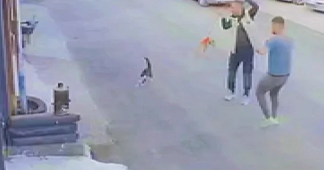 Erzurum da köpeğini gezdiren vatandaş çılgın kedilerin saldırısına uğradı: O anlar kamerada VİDEO İZLE