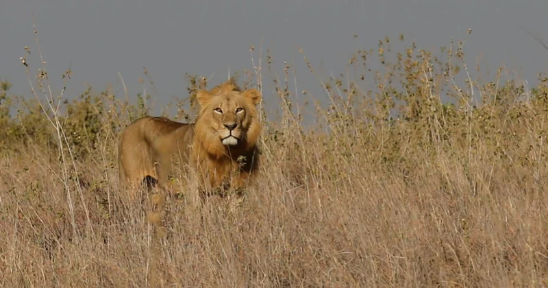 İş insanı safari sırasında aslan saldırısıyla hayatını kaybetti