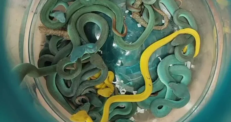 Hindistan daki havalimanında yolcunun valizinden 48 zehirli yılan ile 5 kaplumbağa çıktı Dış Haberler