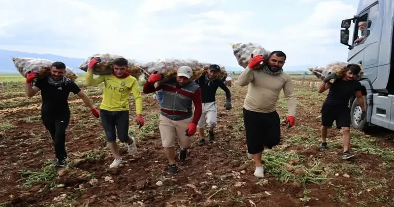 İşin yükü ağır: 300 ton patatesin karşılığı, 2 bin 500 TL