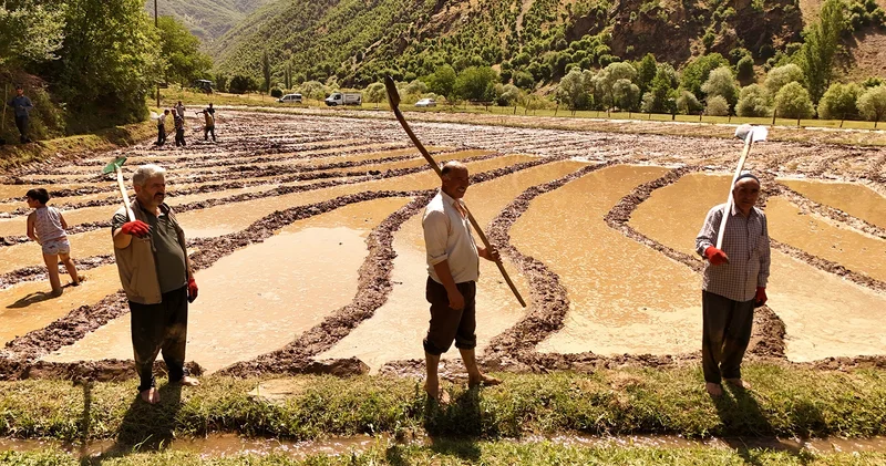 Bitlis te asırlık çeltik geleneği sürüyor