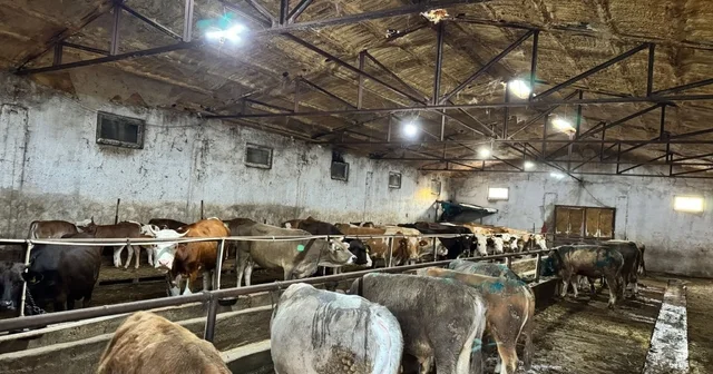 Giresun da ahırda çıkan yangında 9 büyükbaş öldü Giresun Haberleri