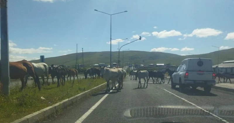 Ardahan’da başıboş atlar trafikte tehlike oluşturdu