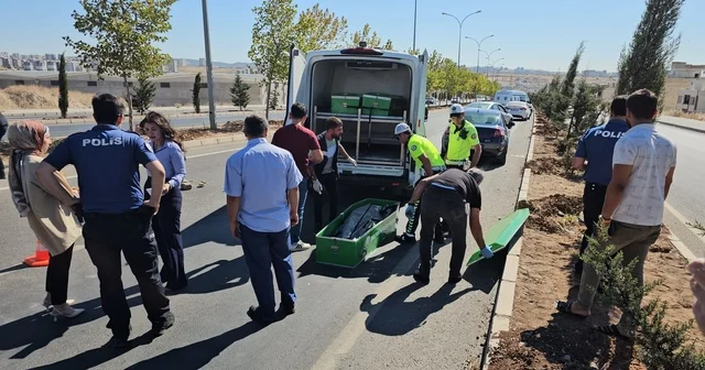 Yolun karşısına geçmeye çalışırken otomobil çarpmasıyla öldü Şanlıurfa Haberleri