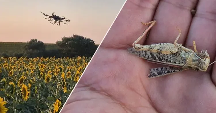 15 gün önce başladı resmen istila ettiler... Tekirdağ da popülasyonu çok hızlı arttı