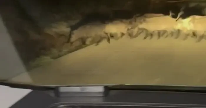 Karabük’te yola çıkan domuz sürüsü ve tilki kamerada