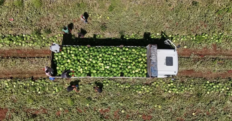 Tarlada kilosu 1 2 lira: Hasat devam ediyor