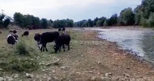 Mudurnu Çayı nda kirlilik Sakarya Haberleri