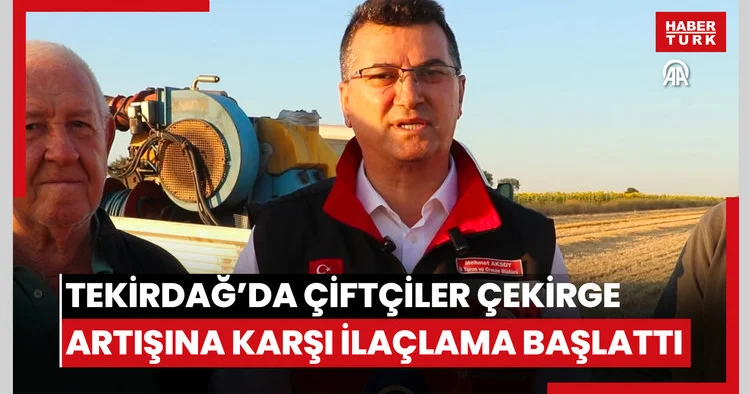 Tekirdağda çiftçiler artan çekirge popülasyonuna karşı ilaçlama çalışması başlattı