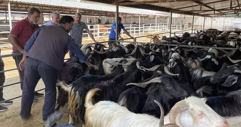 Elazığ’da Hayvan Borsası, şap hastalığı nedeniyle kapatıldı