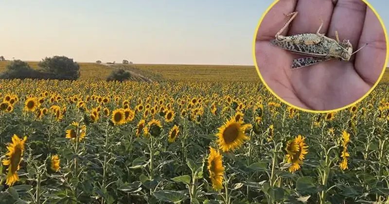 Çiftçinin başı dertte: 15 gün önce görülen zararlılar, tarlaları istila etti