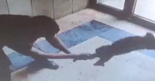 Başakşehir deki bir apartman girişinde kediyi işkenceyle öldüren cani tutuklandı VİDEO İZLE