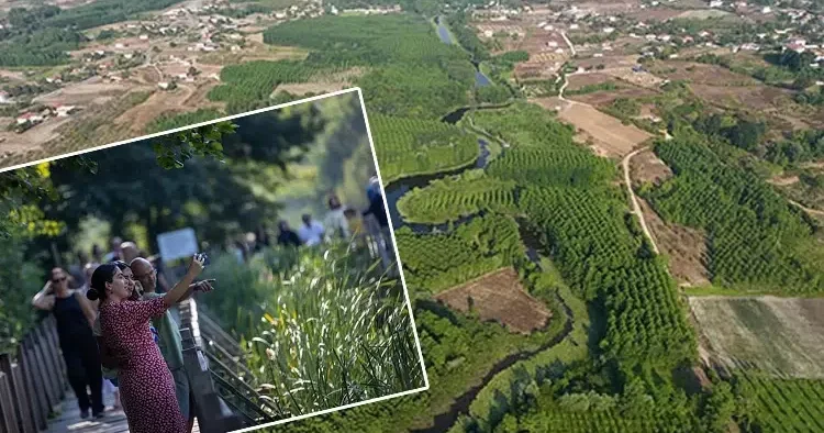 Tek parça olmasıyla dikkat çekiyor! Burası dünyada ikinci Türkiye de tek Longoz tarif edilemez, yaşanır