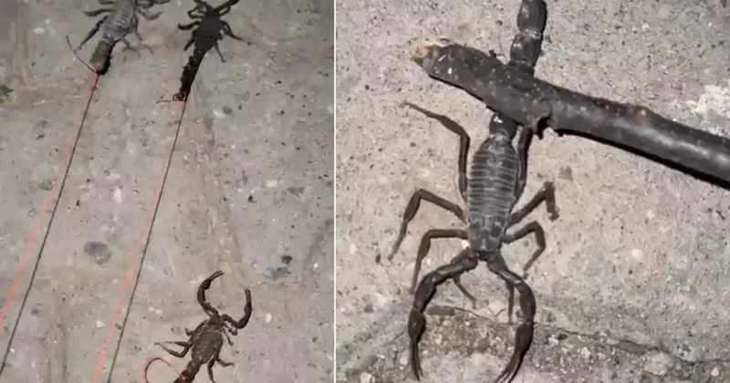 Köyü istila ettiler! Bir ısırığı hayattan koparıyor