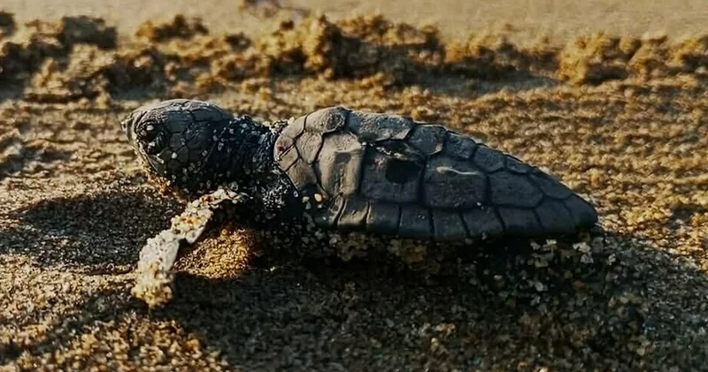 Kuşadası nda yılın ilk caretta caretta yavruları sürpriz yuvadan çıktı
