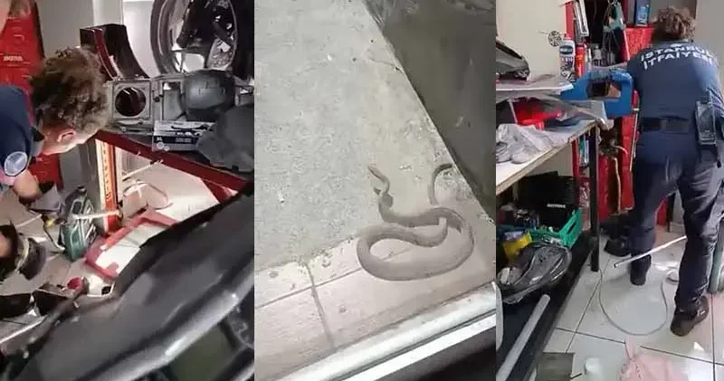 Kağıthane de iş yerine giren yılanı tekmeleyerek kovmaya çalıştı; itfaiye yakaladı
