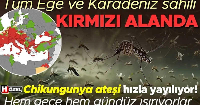 Chikungunya ateşi yayılıyor! Tüm Ege ve Karadeniz sahili kırmızı alanda Küresel bir salgına dönüşür mü?