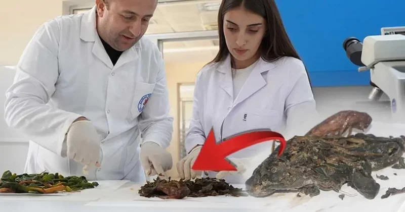 Şırnak ta keşfedildi, bilim dünyası şaşkın! 3 ölümcül hastalığa karşı etkili