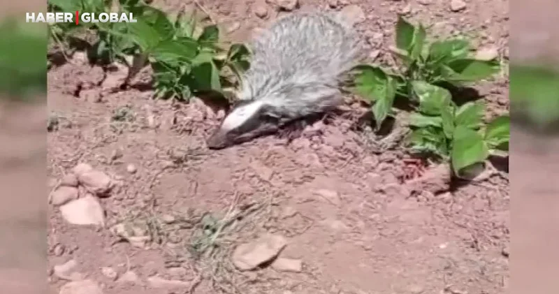 Batman da kayıtlara geçti: Böyle bir hayvanı ilk kez görüyorum