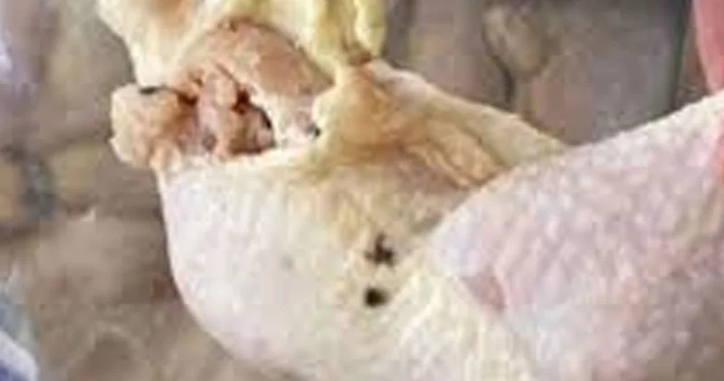 Elazığ da 345 kilo küflenmiş tavuk ele geçirildi