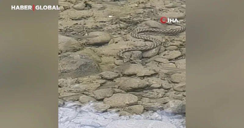 Osmaniye’de yılanın balık avı kamerada