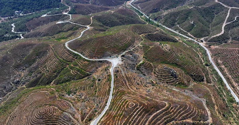 İzmir de 6 yıl önce yanan ormanlık alana dikilen fidanlar 2 metreye ulaştı