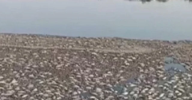 Mardin de çekilen gölet yüzünden binlerce balık telef oldu VİDEO İZLE