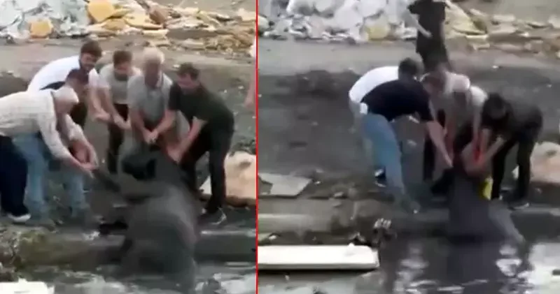 Avcılar da otluk alanda yangın çıktı; ineklerini kurtarmak için gölete soktu
