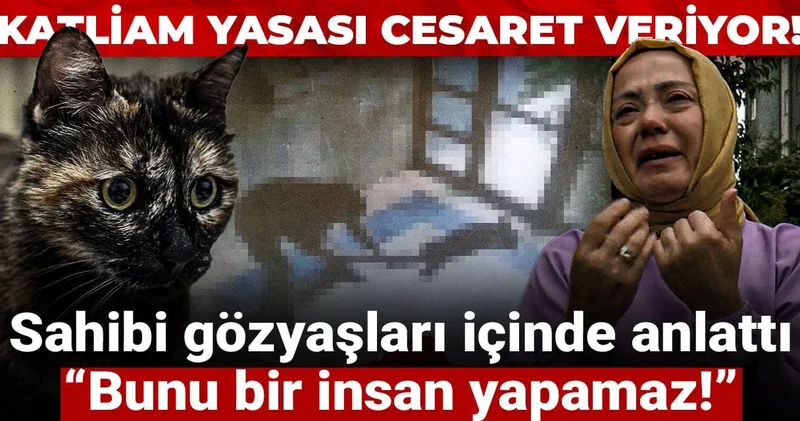 Kediyi apartmanda vahşice öldürdü! Sahibi gözyaşları içinde anlattı: Bunu bir insan yapamaz