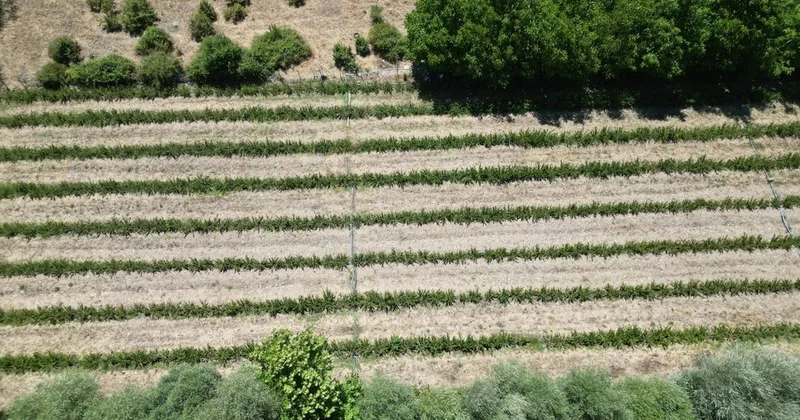 Avustralya dan emekli olup Isparta ya geldi! 3 dekar alana dikip zengin oldu Sözcü Gazetesi
