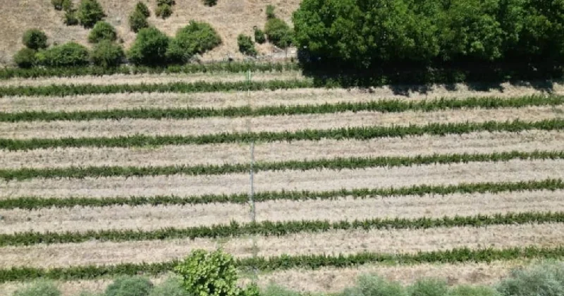 Çanakkale de hasat başladı: Bu bitkiyi yetiştiren servet kazanıyor, kilosu 1000 lira Sözcü Gazetesi