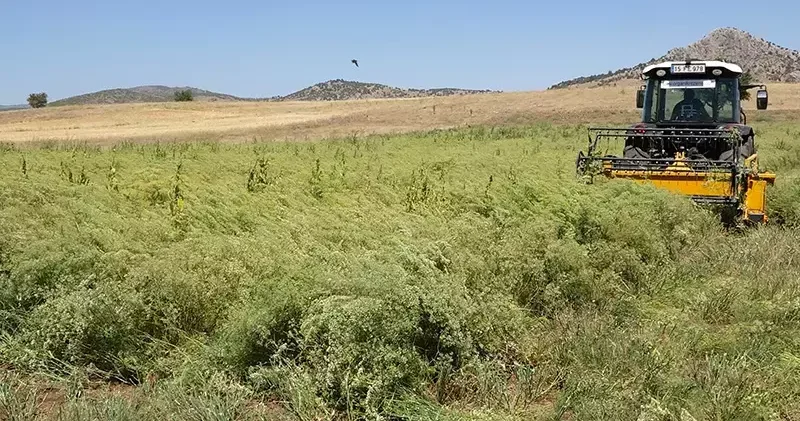 Türkiye nin rezene üretim merkezi Burdur da sezonun son hasadı yapıldı