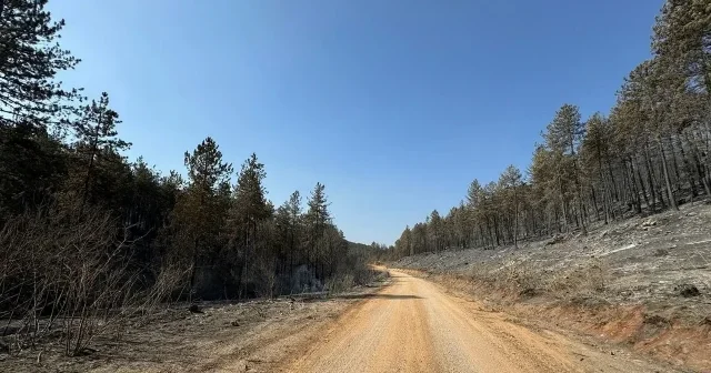 Orman yangını sonrası oluşan acı manzara havadan görüntülendi VİDEO İZLE