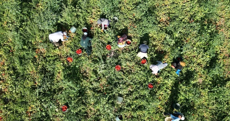 Kilosu 7 8 liradan satılıyor: Hasat başladı! Yurt dışına da gönderiliyor Sözcü Gazetesi