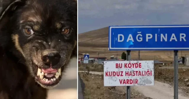 Kars’ta kuduz vakası: Bir belde karantinaya alındı Gündem Haberleri